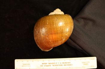 Media type: image; Malacology 258085